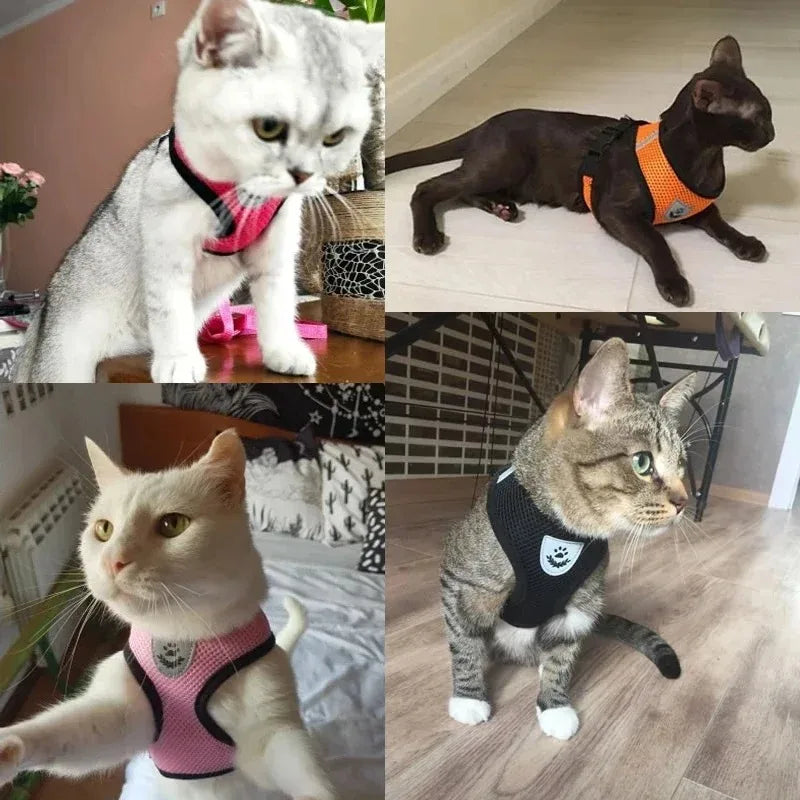 Pawdventure