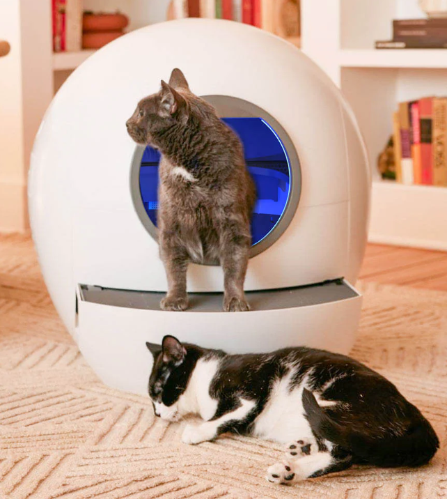 The Cat's Domain