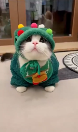JinglePaws