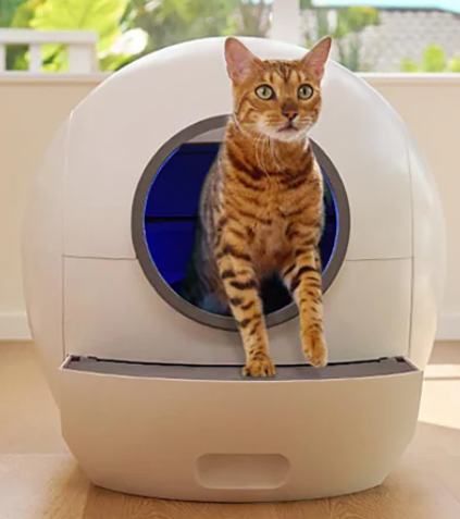 The Cat's Domain